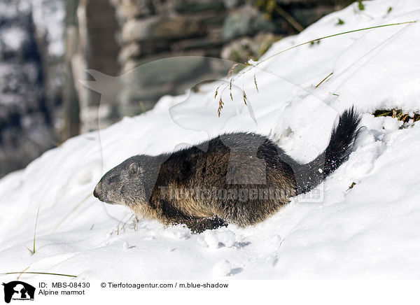 Alpine marmot / MBS-08430