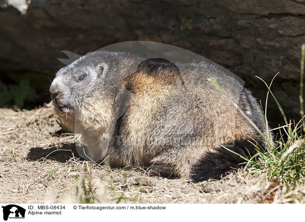 Alpenmurmeltier / Alpine marmot / MBS-08434