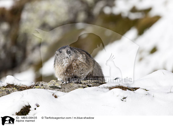 Alpine marmot / MBS-08435