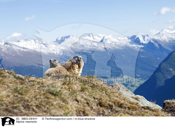 Alpine marmots / MBS-08441
