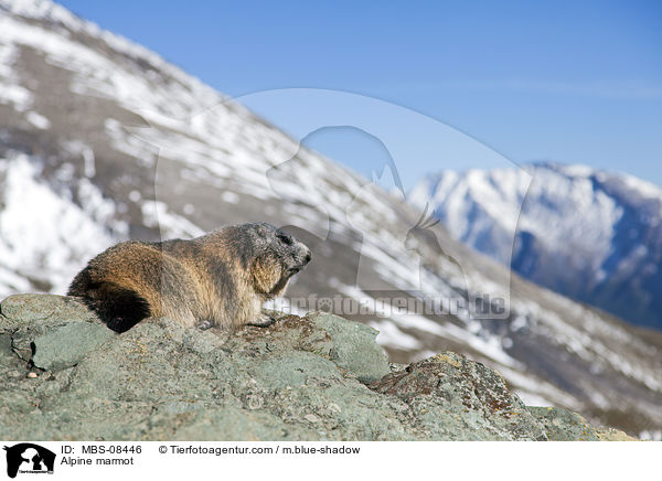 Alpenmurmeltier / Alpine marmot / MBS-08446