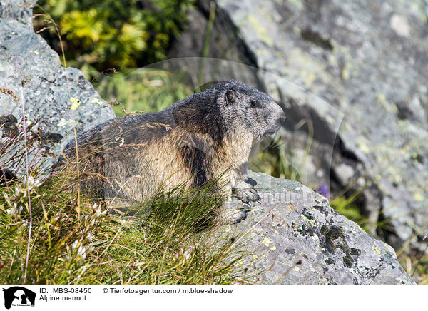 Alpenmurmeltier / Alpine marmot / MBS-08450
