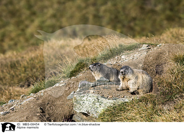 Alpenmurmeltiere / Alpine marmots / MBS-08454
