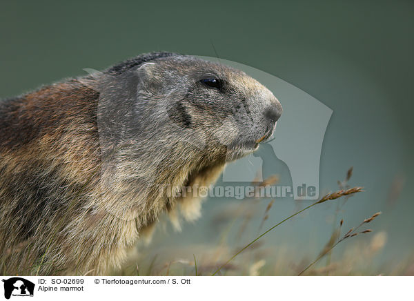 Alpenmurmeltier / Alpine marmot / SO-02699