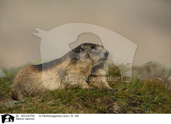 Alpenmurmeltier / Alpine marmot / SO-02700