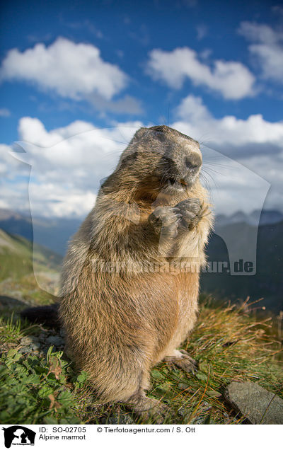 Alpine marmot / SO-02705