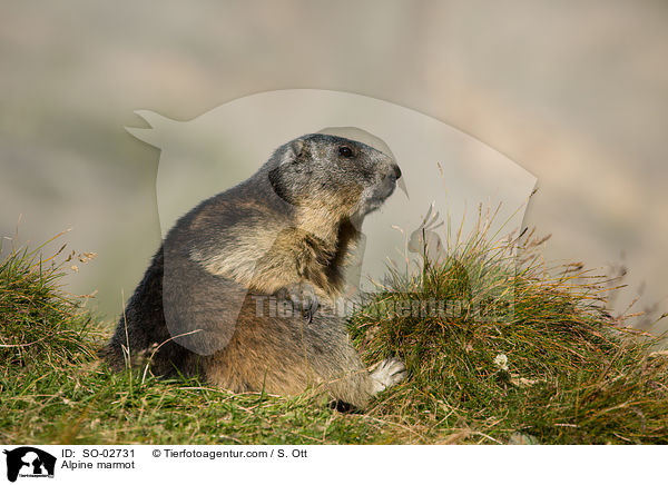 Alpenmurmeltier / Alpine marmot / SO-02731