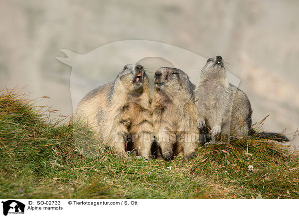Alpenmurmeltiere / Alpine marmots / SO-02733