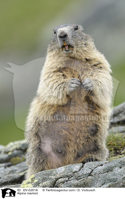 Alpine marmot / DV-02618
