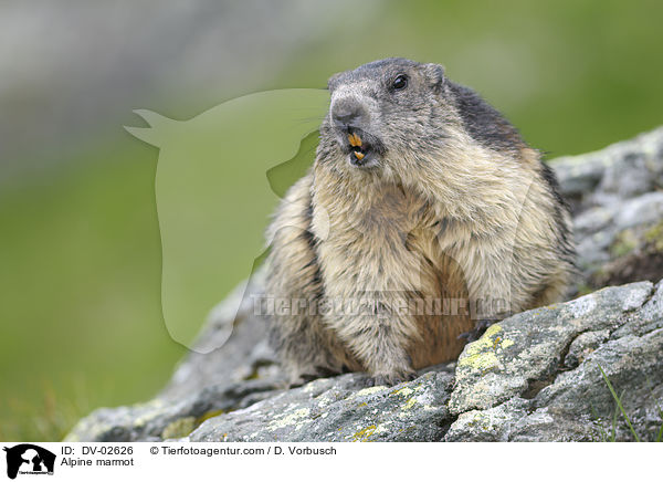 Alpine marmot / DV-02626