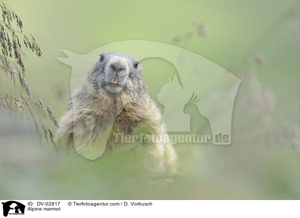 Alpine marmot / DV-02817