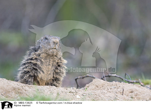 Alpenmurmeltier / Alpine marmot / MBS-13825