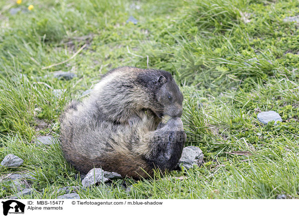 Alpenmurmeltiere / Alpine marmots / MBS-15477