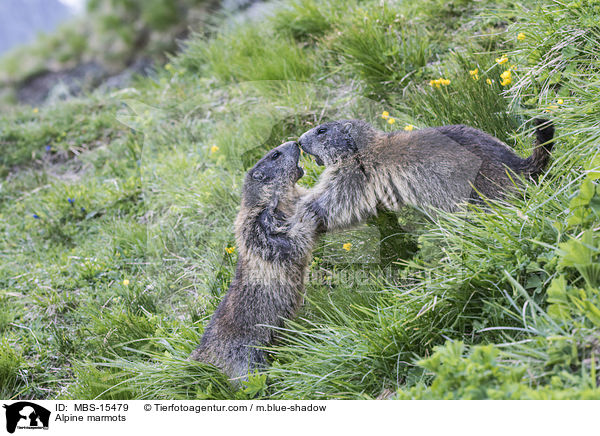 Alpenmurmeltiere / Alpine marmots / MBS-15479