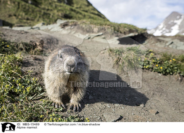 Alpenmurmeltier / Alpine marmot / MBS-15489