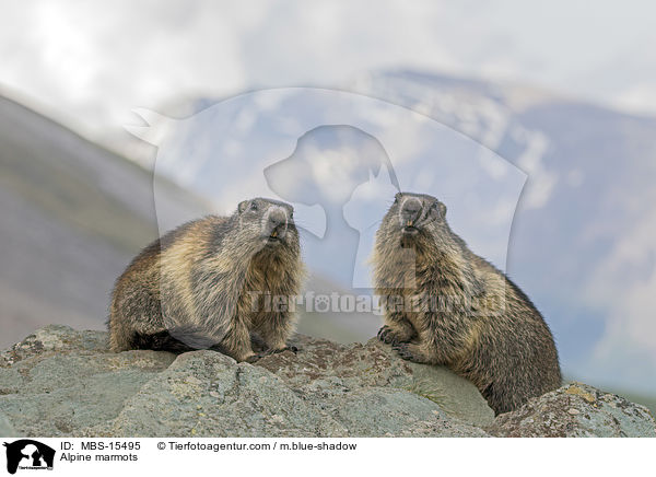 Alpenmurmeltiere / Alpine marmots / MBS-15495