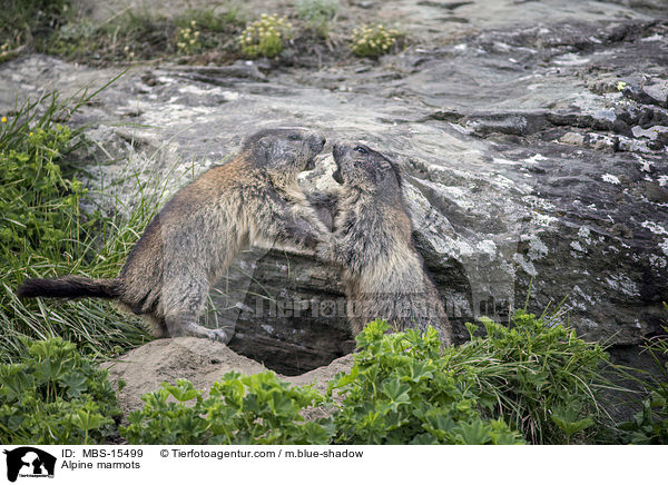 Alpenmurmeltiere / Alpine marmots / MBS-15499