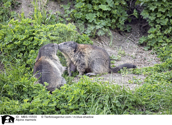 Alpenmurmeltiere / Alpine marmots / MBS-15500