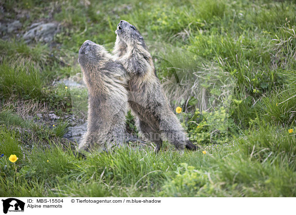 Alpine marmots / MBS-15504