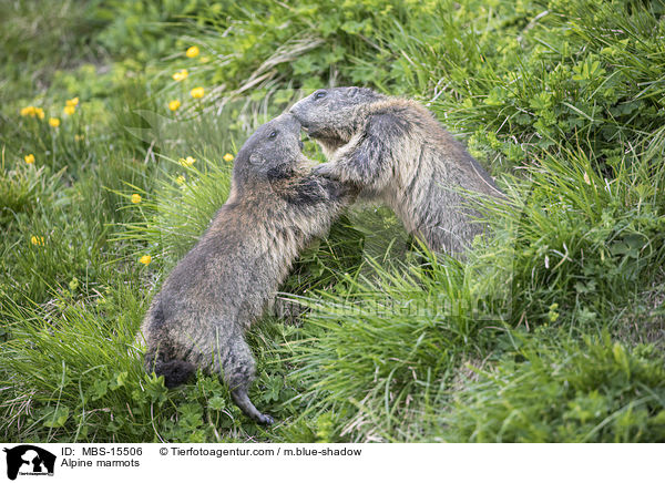 Alpine marmots / MBS-15506