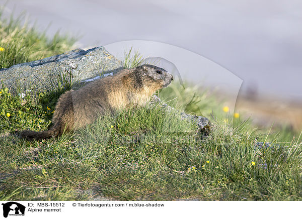 Alpine marmot / MBS-15512