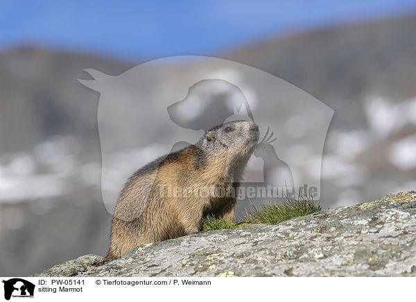 sitzendes Murmeltier / sitting Marmot / PW-05141