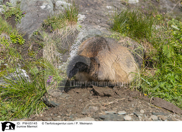 buddelndes Murmeltier / burrow Marmot / PW-05145