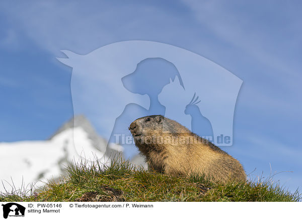 sitzendes Murmeltier / sitting Marmot / PW-05146