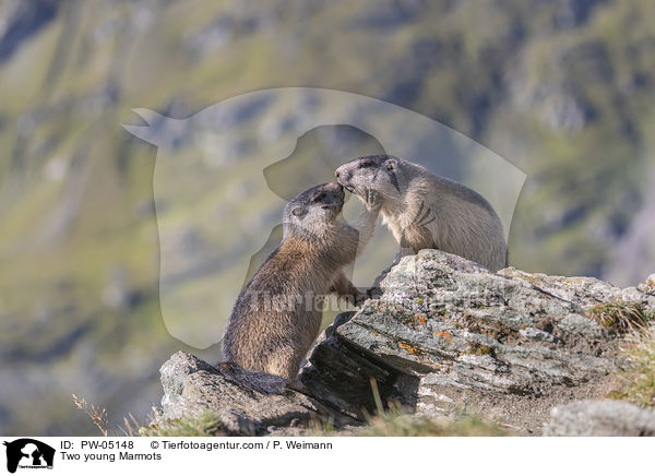 Zwei junge Murmeltiere / Two young Marmots / PW-05148