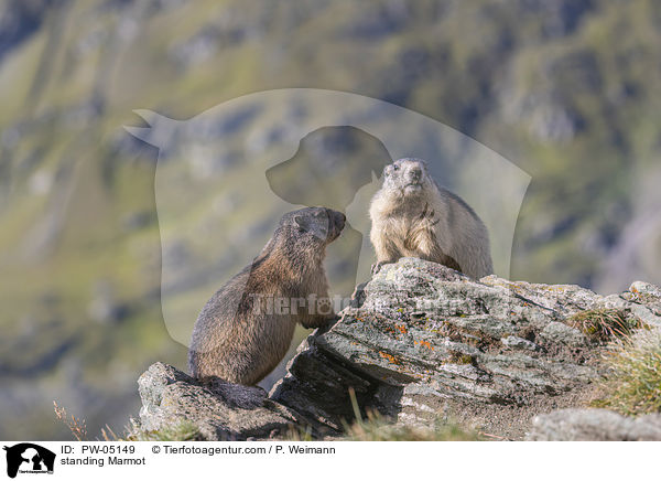 stehendes Murmeltier / standing Marmot / PW-05149