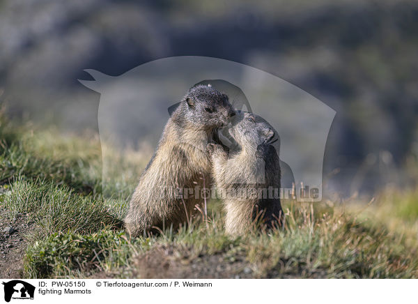 kmpfende Murmeltiere / fighting Marmots / PW-05150