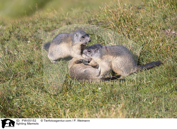 fighting Marmots / PW-05152