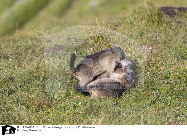 kmpfende Murmeltiere / fighting Marmots / PW-05153