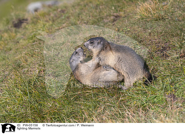 kmpfende Murmeltiere / fighting Marmots / PW-05158