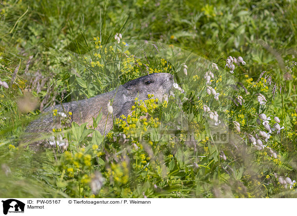 Murmeltier / Marmot / PW-05167