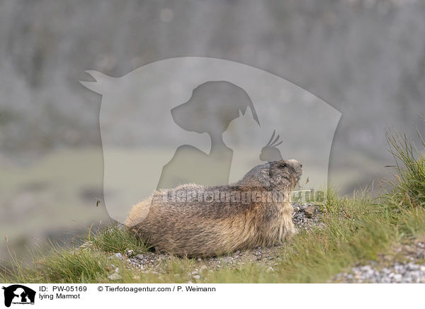 liegendes Murmeltier / lying Marmot / PW-05169