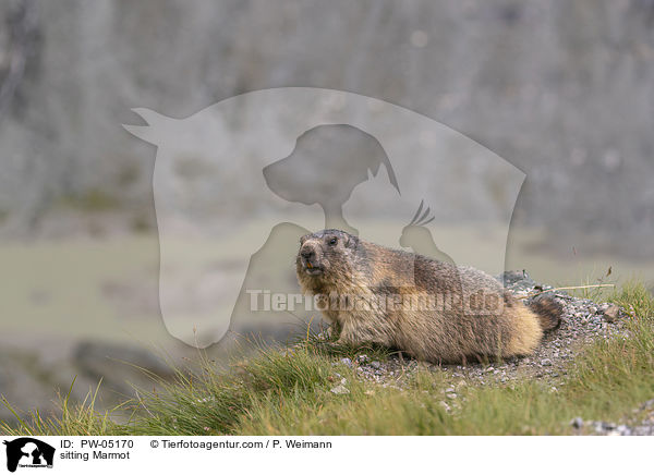 sitzendes Murmeltier / sitting Marmot / PW-05170