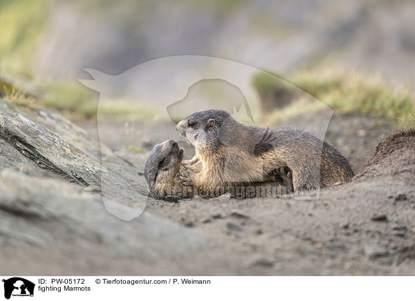 kmpfende Murmeltiere / fighting Marmots / PW-05172