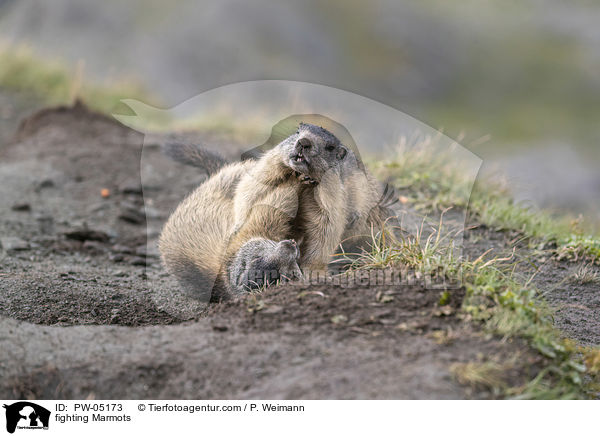 kmpfende Murmeltiere / fighting Marmots / PW-05173