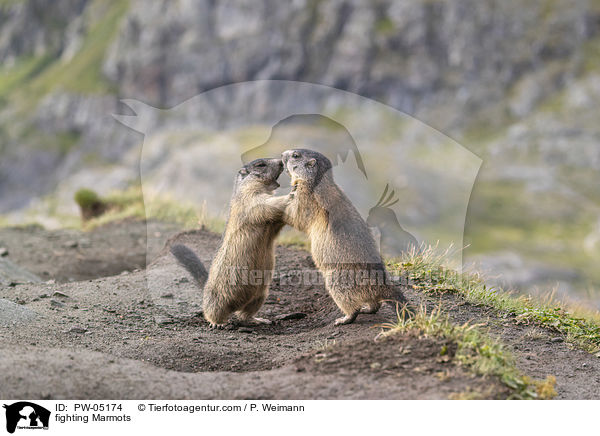 kmpfende Murmeltiere / fighting Marmots / PW-05174