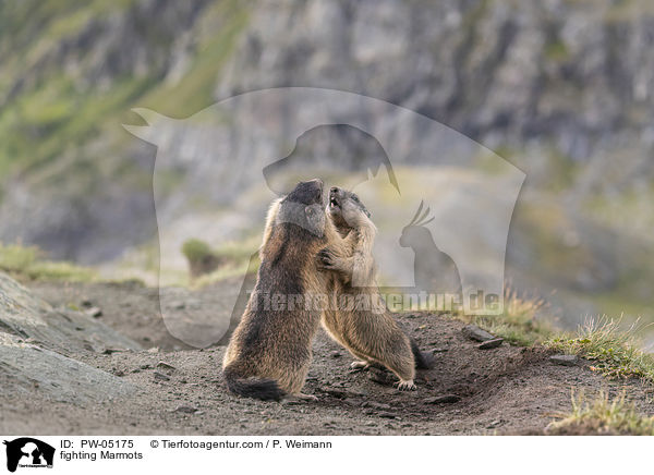 kmpfende Murmeltiere / fighting Marmots / PW-05175