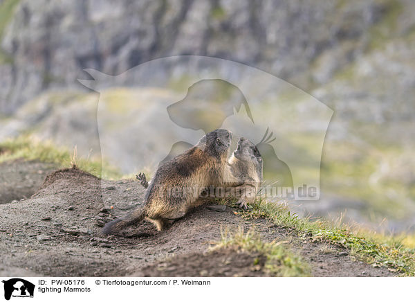 kmpfende Murmeltiere / fighting Marmots / PW-05176