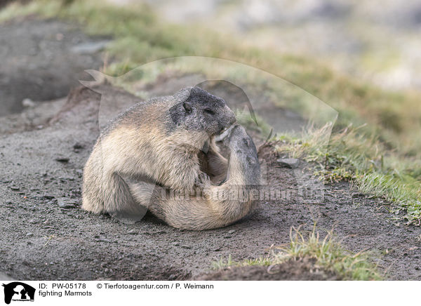 kmpfende Murmeltiere / fighting Marmots / PW-05178