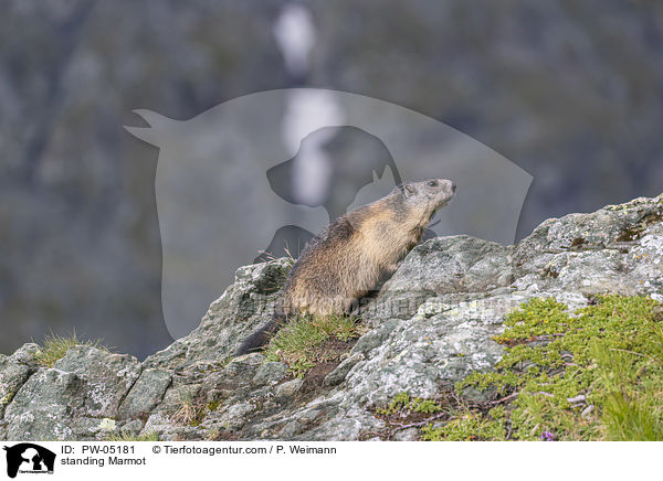 stehendes Murmeltier / standing Marmot / PW-05181