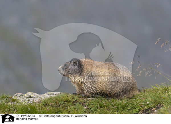 stehendes Murmeltier / standing Marmot / PW-05183