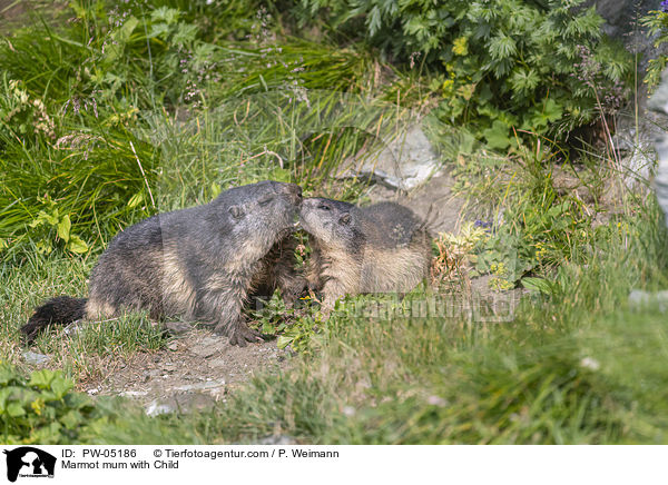 Murmeltier Mama mit Kind / Marmot mum with Child / PW-05186