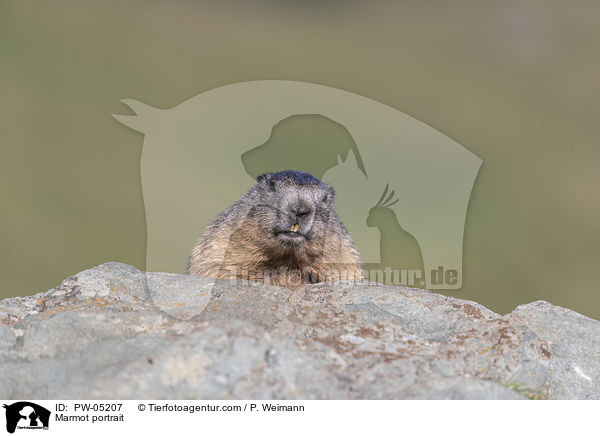 Marmot portrait / PW-05207