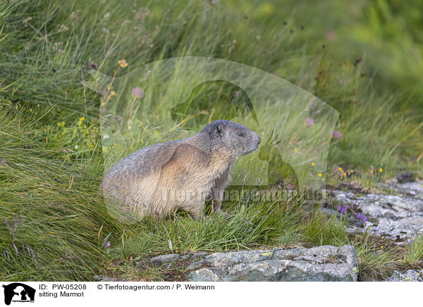 sitzendes Murmeltier / sitting Marmot / PW-05208