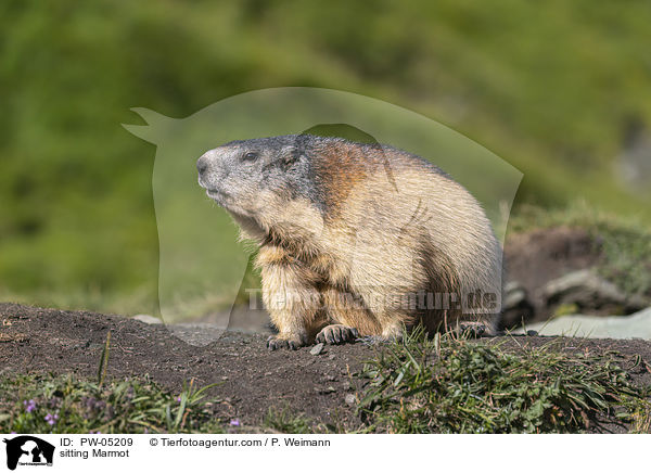 sitzendes Murmeltier / sitting Marmot / PW-05209