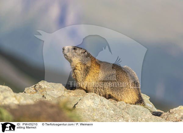 sitzendes Murmeltier / sitting Marmot / PW-05210